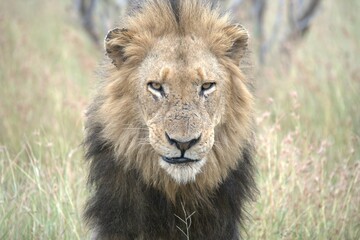 lion in the grass, Animal of Africa