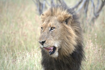 lion in the grass, Animal of Africa