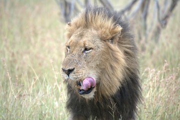 lion in the grass, Animal of Africa