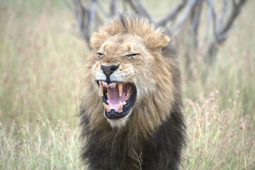 lion in the grass, Animal of Africa