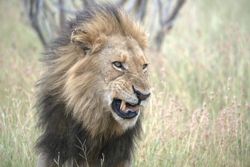 lion in the grass, Animal of Africa