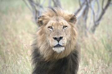 lion in the grass, Animal of Africa