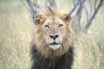 lion in the grass, Animal of Africa