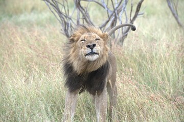 lion in the grass, Animal of Africa