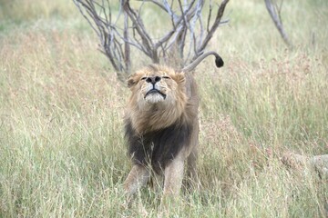 lion in the grass, Animal of Africa