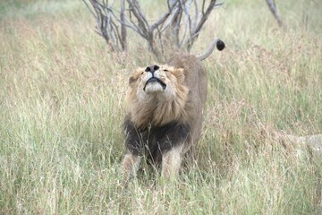 lion in the grass, Animal of Africa
