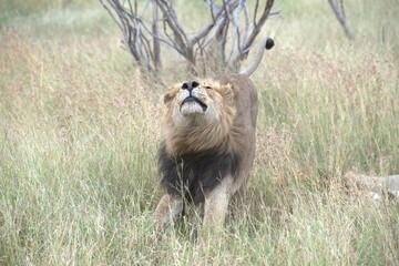 lion in the grass, Animal of Africa