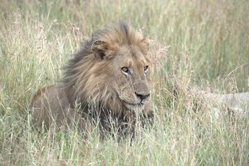 lion in the grass, Animal of Africa