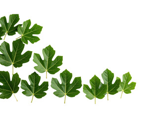 Vibrant green leaves on a black background, captivating display of nature's artistry and beauty