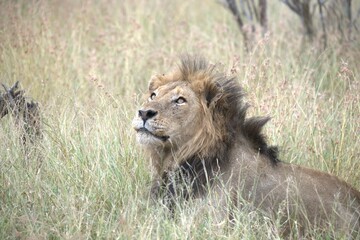 lion in the grass, Animal of Africa