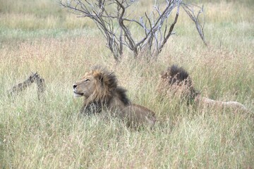 lion in the grass, Animal of Africa