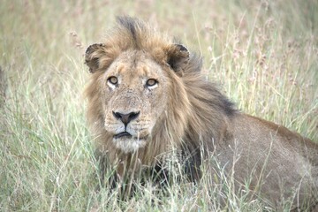 lion in the grass, Animal of Africa