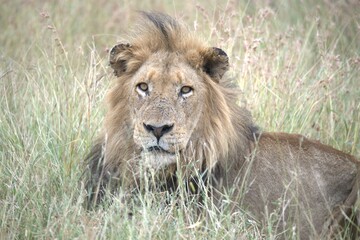 lion in the grass, Animal of Africa