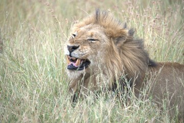 lion in the grass, Animal of Africa