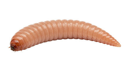 Isolated Insect Larva or Grub