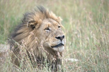 lion in the grass, Animal of Africa