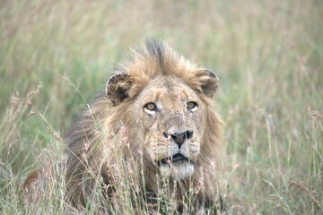 lion in the grass, Animal of Africa