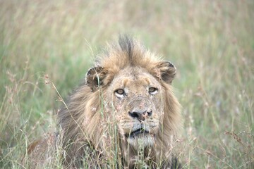 lion in the grass, Animal of Africa