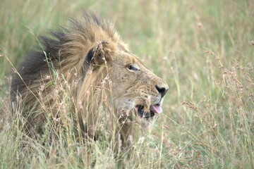 lion in the grass, Animal of Africa