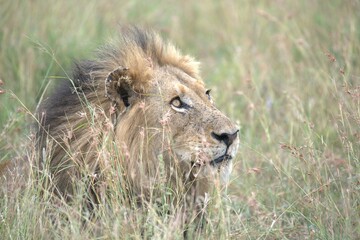 lion in the grass, Animal of Africa