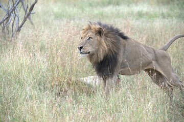 lion in the grass, Animal of Africa