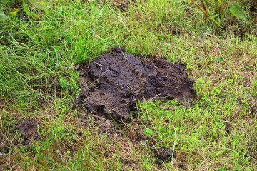 Cow poop on grass in Ireland