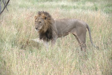 lion in the grass, Animal of Africa