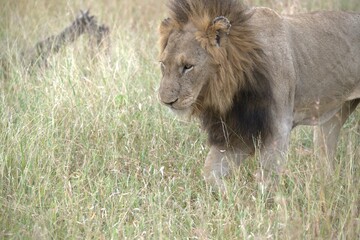 lion in the grass, Animal of Africa