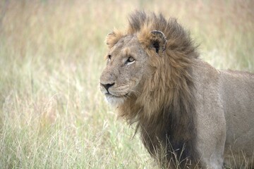 lion in the grass, Animal of Africa