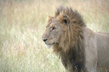 lion in the grass, Animal of Africa