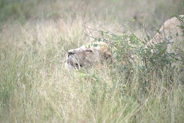 lion in the grass, Animal of Africa