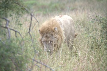lion in the grass, Animal of Africa