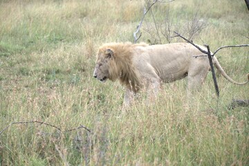 lion in the grass, Animal of Africa