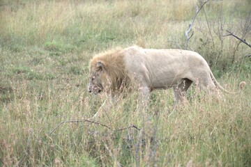 lion in the grass, Animal of Africa