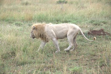 Obraz premium lion in the grass, Animal of Africa