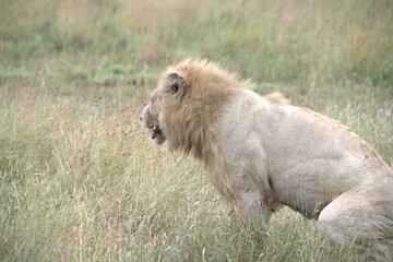 lion in the grass, Animal of Africa