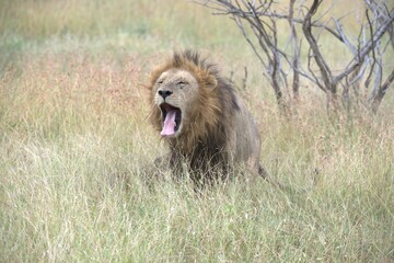 Fototapeta premium lion in the grass, Animal of Africa