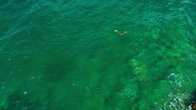 Aerial drone view loggerhead turtle in Ionian Sea Kefalonia Greece europe Sunny day 
