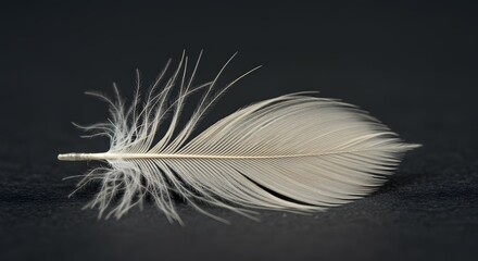 Obraz premium Close-up of a Single Delicate White Feather Against a Dark Background Nature Photography