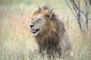 lion in the grass, Animal of Africa