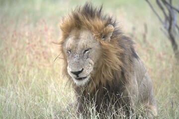 lion in the grass, Animal of Africa