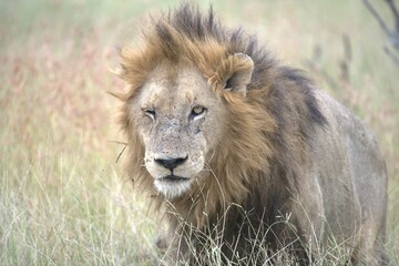 lion in the grass, Animal of Africa