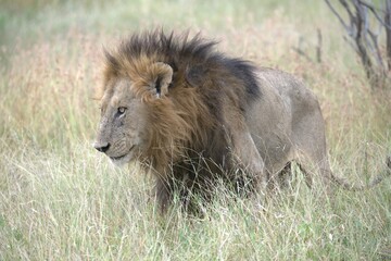 lion in the grass, Animal of Africa