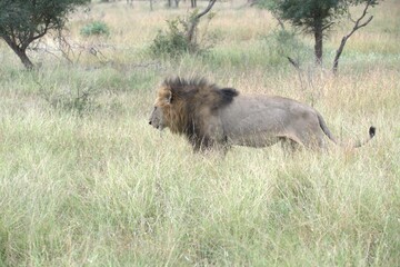 lion in the grass, Animal of Africa