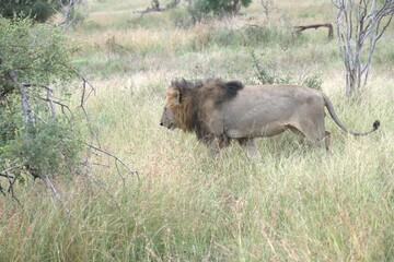 lion in the grass, Animal of Africa