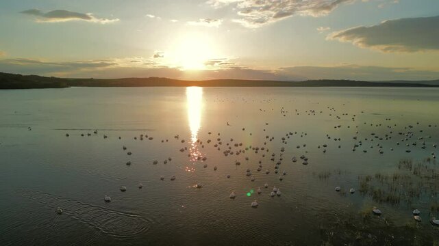 At dusk, pelican birds gather in Burgas Mandra Lake, creating a stunning tableau as the sun sets over the serene waters, casting golden reflections on