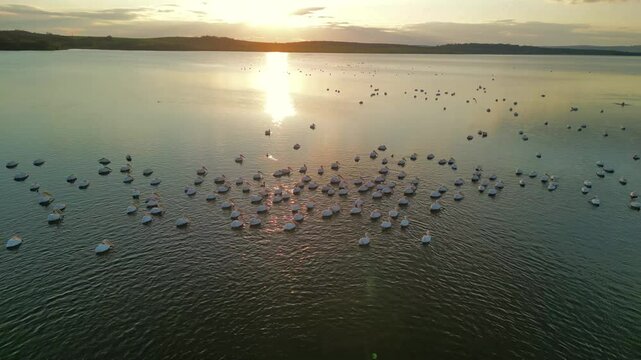 At dusk, pelican birds gather in Burgas Mandra Lake, creating a stunning tableau as the sun sets over the serene waters, casting golden reflections on