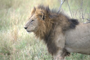 lion in the grass, Animal of Africa
