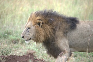 lion in the grass, Animal of Africa