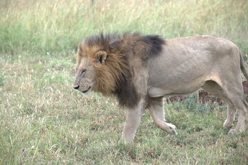 lion in the grass, Animal of Africa